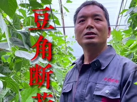 豆角遇到断茬不要慌,来听听陈老师的解决办法#豆角种植 #分享农业知识帮农民增产增收 #农业种植