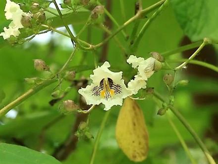 梓 | 诗经记载:“维桑与梓,必恭敬止。靡瞻匪父,靡依匪母。”看到梓树和桑树,必恭敬肃立,感念爹娘恩情。梓是我国原产的古老树种。先秦以来,历代文墨典籍对梓的记述充满敬意。
梓,紫葳科,与前面推出的楸树同科,古时候植物分类不完善,楸、梓有时混着说,楸开粉紫色花,梓花黄,便作叫黄花楸。百木之王指楸,也说梓。帝王棺椁用材,多用楸木,也叫梓宫。
楸和梓都是通直挺拔的乔木,楸的枝条抿着向上,梓的树冠相对蓬圆,与泡桐类似,花朵也比楸的稀疏很多。枝叶间有泡桐花那样疏朗的圆锥花序,朵儿略小,叶片阔大有质感,香味浓郁,引来半空蜂鸣声。
梓和桑搭配组词,桑梓代指故乡。“埋骨何须桑梓地,人生无处不青山。”桑树和梓树,都是古时候重要的生活资料,真实的财富。桑叶养蚕,蚕吐丝纺织做衣物;梓的木材优良,做家具,建桥梁,也是桌椅木桶等家常用材。屋前种梓,房后栽桑,过安居乐业的小日子。
制作古琴时以梓为底板,桐为面板,专业术语叫桐天梓地。未闻琴音,木质的古典雅韵已隐隐发散。
梓树的青绿荚果,去年拍摄过一期,旧时发簪上的流苏似的,长条垂坠,随风上下跳荡,颇有意趣。
#梓树花开 #梓树#一日一植物 #原创作品 #乡愁记忆
