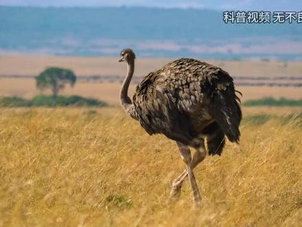 鸵鸟的战斗力有多强?非洲有15万只鸵鸟,为啥狮子不捕食? (3)#鸵鸟 #非洲 #动物 #内容启发搜索