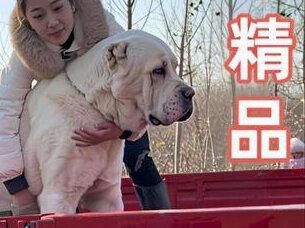 #中亚牧羊犬 谁说好狗不进市,个个精品#狗市