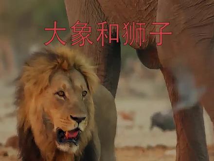 当庞大的大象惹怒草原之王狮子后 会发生怎样的事情#动物解说 #雄狮 #大象