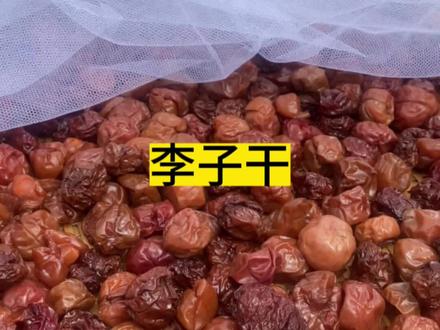 整个江西省李子大丰收、吃不完的用来做李子干。蒸一蒸晒一晒就好了#家乡的味道 #三农 #抖音美食推荐官