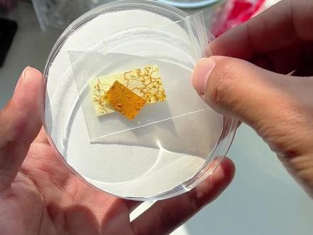 培养黏菌,据说他能爬得到处都是