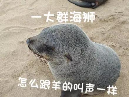 终于回家了,一回到家就感觉各种疲惫。感觉我能睡一天一宿。给大家听听海狮的叫声,感觉跟羊的叫声差别不大啊##非洲 #旅行随拍 #导游来了 #海外 #野生动物零距离
