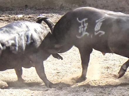 张三丰牛王与恶鱼的经典教量 #贵州斗牛比赛 #斗牛视频