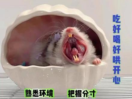 鼠鼠咬人咋个办?先搞懂原因!#养鼠日常分享 #抖in萌宠计划 #萌宠出道计划 #金丝熊 #鼠鼠我呀