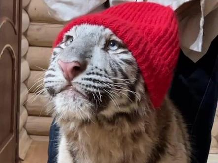 小老虎也要红红火火的!#白虎 #宫百万