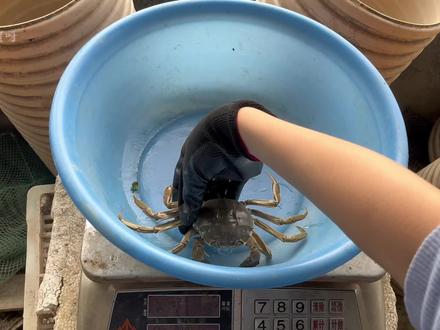 你是不是也好奇几两的螃蟹到底有多大?今天上电子秤实测净重,同时以中华香烟烟盒为参照物给大家直观感受一下大小#螃蟹🦀 #螃蟹大小 #香烟 #直观感受 #快来一起尝个鲜