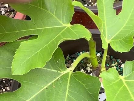 无花果闭芽处理方法 遇到闭芽不必慌张,养护最重要#盆栽无花果 #无花果#无花果种植 #家庭种植