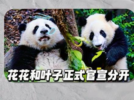 5月18日花花和叶子正式官宣分开了 离别总是来的猝不及防,花叶陪伴我们的时光总是这么美好,祝福姐妹俩未来熊生顺遂#大熊猫和花#大熊猫和叶#治愈系#萌宠出道计划#神奇动物在抖音