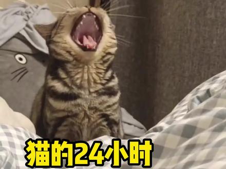 猫咪的一天是怎么度过的?#猫咪 #猫咪知识