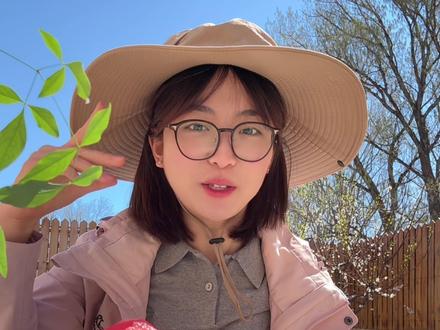 烟台8种品种大樱桃排名 仅代表主包本人口味#山东大樱桃 #大樱桃#园主权益卡