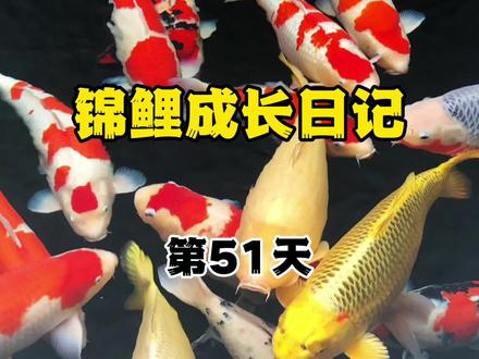 锦鲤水花15天长到3公分,这样喂养,水花长的又快又好#锦鲤 #锦鲤水花 #养鱼日记