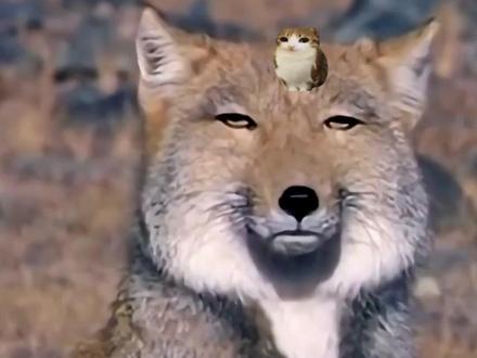 Meowl告诉你“狐主任”的日常 #meowl #秘密cvv #神奇动物在哪里 #小猫 #藏狐