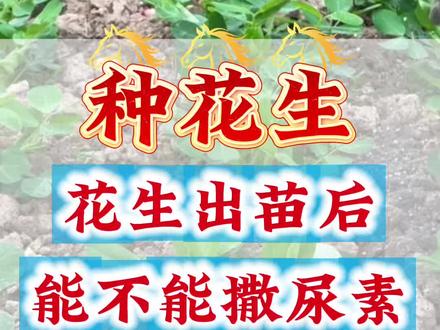花生出苗后,能不能撒尿素#花生种植#花生管理#种花生#花生底肥#花生施肥