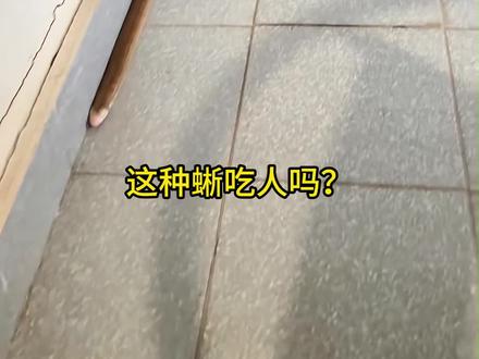 分享十三种不同品种的蜥蜴,看看你见过几种!#蜥蜴 #蓝舌石龙子 #泽巨蜥 #抖音看世界