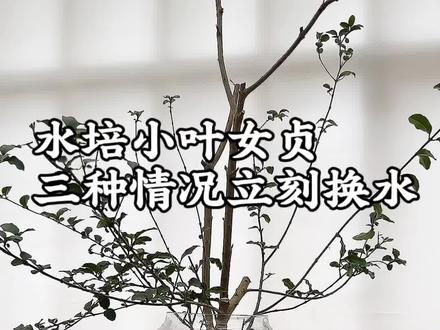 水培小叶女贞别乱换水!这3种情况立刻换👇
1. 水发臭、浑浊
2. 枝干长白毛、灰毛(长霉菌了)
3. 老根带泥、水浑(容易烂根)
福州15℃室内,水不臭不浑不起泡就不用频繁换~
60cm切枝水位20-25cm(1/3处),没长根不加营养液,长根后1-2个月一次!
#真实生活分享计划 #小叶女贞 #福州家居 #家居软装 #水培绿植