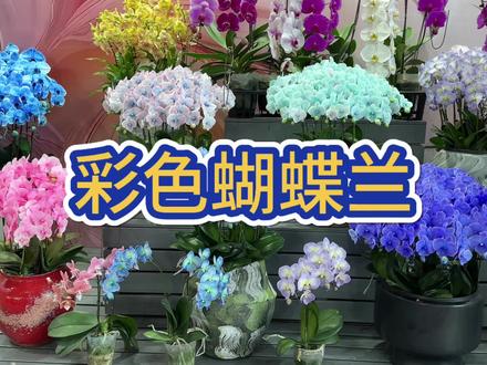 彩色蝴蝶兰都是染色的 特别是蓝色蝴蝶兰只能靠染😂