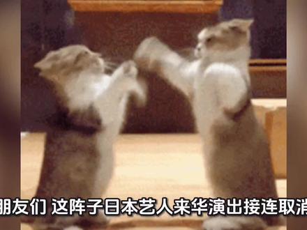 为什么美依礼芽可以演出?#硬核深度计划 #零基础看懂全球