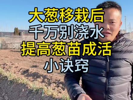 大葱移栽以后千万不要浇水提高成活率的小诀窍! 大葱移栽以后千万不要浇水提高成活率的小诀窍!#大葱种植 #大葱种植技术 #蔬菜种植 #种植小技巧