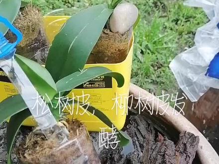#蝶兰种植小技巧#树皮发酵流程