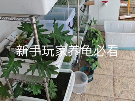 新手玩家养龟必看教程 非常适合新手玩家观看的视频,都是我养龟七八年,从新手到现在一步步走过来的经验,有什么问题,欢迎关注我交流交流。#养龟日常 #新手养龟 #新手 #教程 #经验分享