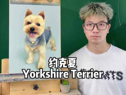 《如何画好一只狗狗之约克夏铁蛋》#宠物纪念 #萌宠油画 #宠物油画定制 #绘一萌宠油画