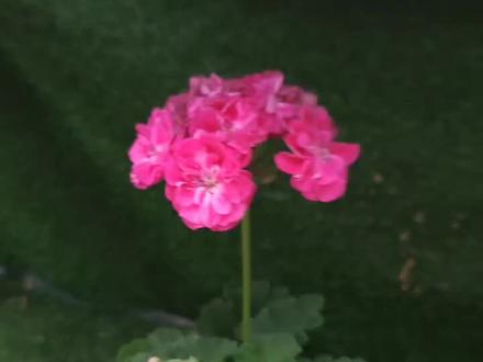 #天竺葵 #花卉绿植 这个罗莎琳达是真仙花球是真大啊