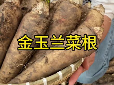 金玉兰菜根上架了,根根粗壮#阳台小院均可种植 #金玉兰菜 #现挖现发
