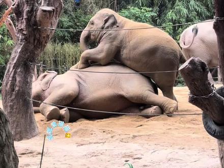 听说广州有座山,叫小玛山😁#亚洲象玛利亚 #亚洲象威风 #调皮捣蛋的大象 #长隆野生动物世界#大象