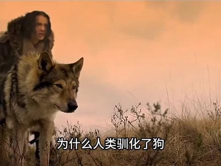 为什么人类训化了狗,却没有训化老虎作为宠物?#训化