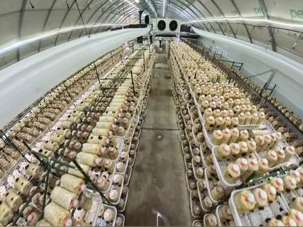 探访浙江省首家灰树花工厂化栽培基地