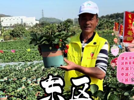 草莓大量丰收了,从市区过来十几分钟#草莓园 #摘草莓 #草莓熟了 #中山吃喝玩乐