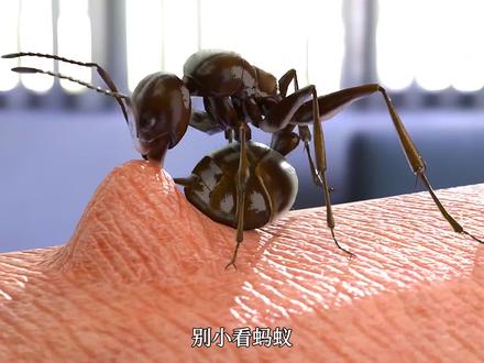 这就是为什么蚂蚁咬人会那么疼 #好奇 #蚂蚁