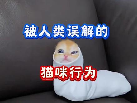 被人类误解的猫咪行为#猫咪#养猫经验分享#养猫人
