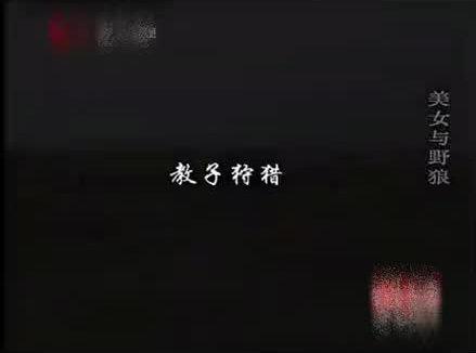 李微漪和格林抓羊#重返狼群#李微漪#格林#亦风#若尔盖大草原