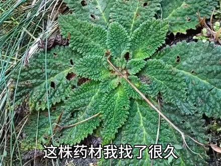 今天中午找到癞蛤蟆草,雪见草,荔枝草
