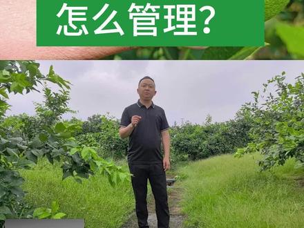 #柠多美 柠檬树流胶怎么管理?#果树流胶