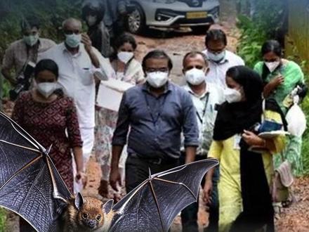 印度尼帕病毒疫情详情披露:疑似因护士A参加婚礼误饮蝙蝠污染的新鲜椰枣汁,传染共同上夜班的同事B #印度 #尼帕病毒 #蝙蝠