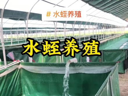 好水养好蛭。#水蛭养殖技术 #水蛭养殖 #你养殖我回收 #水蛭蚂蟥养殖 #感谢支持感谢关注 #抖音上热门 #水产养殖 #蚂蟥养殖 @DOU+小助手 #