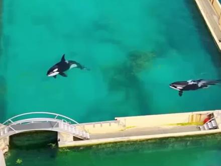 虎鲸和海豚被困废弃乐园近1年 #热点