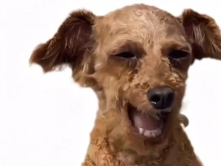 外教表情包你用过吗#摸摸哥