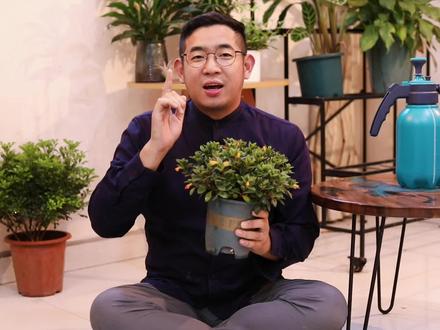 金鱼吊兰怎么养?园艺师教你,金鱼吊兰的详细养护技巧