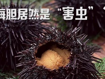 #十万个海洋冷知识 #海胆居然是“害虫” #青少年成长手册 #科普知识 @抖音青少年