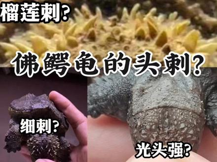 佛鳄龟头刺有何学问?#佛鳄龟 #养龟日常 #佛鳄 #科普