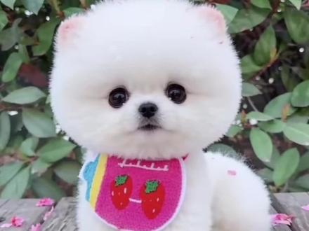 你买吗?你买吗?#茶杯犬#抽象#阴间#豆包ai生成