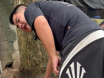 今年收料最大的分叉树。#海南黄花梨#文玩手串