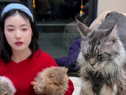 猫:差点有嘴说不清了 还好我有嘴替#缅因猫 #萌宠出道计划 #豆包