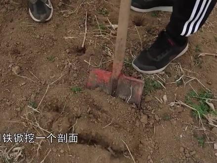 #测土 #取样 #农业种植 @抖音三农 @抖音小助手