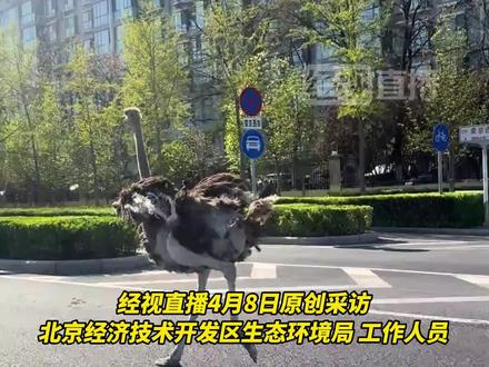 北京亦庄街头惊现鸵鸟狂奔